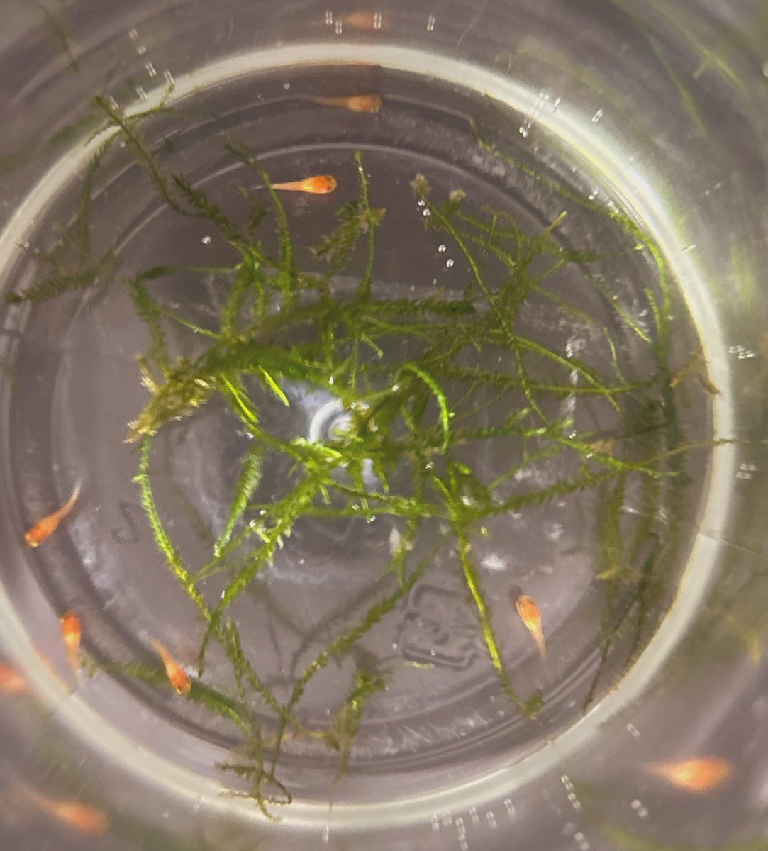 眠れなくて夜中にふと思い立って水換えしたら、稚魚発見🐟
とりあえず親魚に食べられないように隔離して、ウィローモスちぎって入れた🫠びっくりした〜