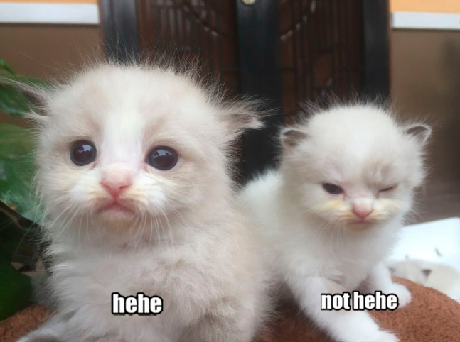 <a href="/PunchingCat/">Punch Cat</a> hehes