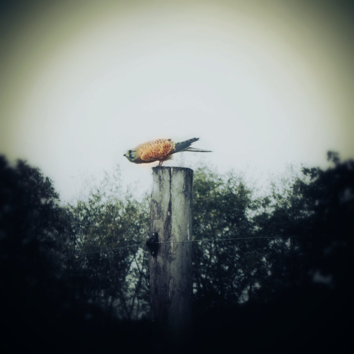 wongsusie (@withnomoney) on Twitter photo 