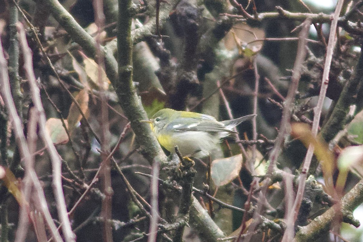 Northern Parula from Firkeel Glen, west Beara, Co. Cork last Tuesday. It’s hard to beat New World warblers. This is probably the best American passerine I’ve seen in Ireland. <a href="/BirdGuides/">BirdGuides</a>