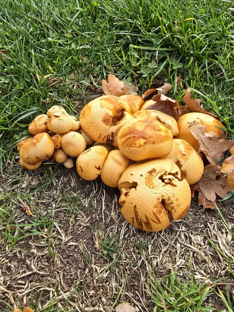 Fungi
