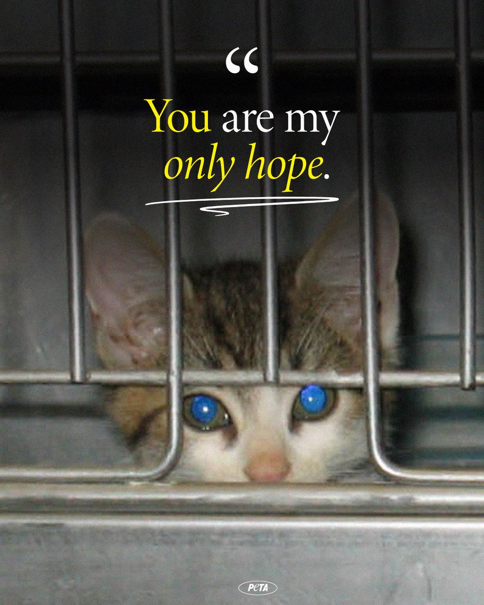 Did you know that cats are still used in classroom dissections and experiments? They are just as deserving of loving homes as the ones who purr on your lap 💔

YOU can help stop this, though! peta.vg/43sy