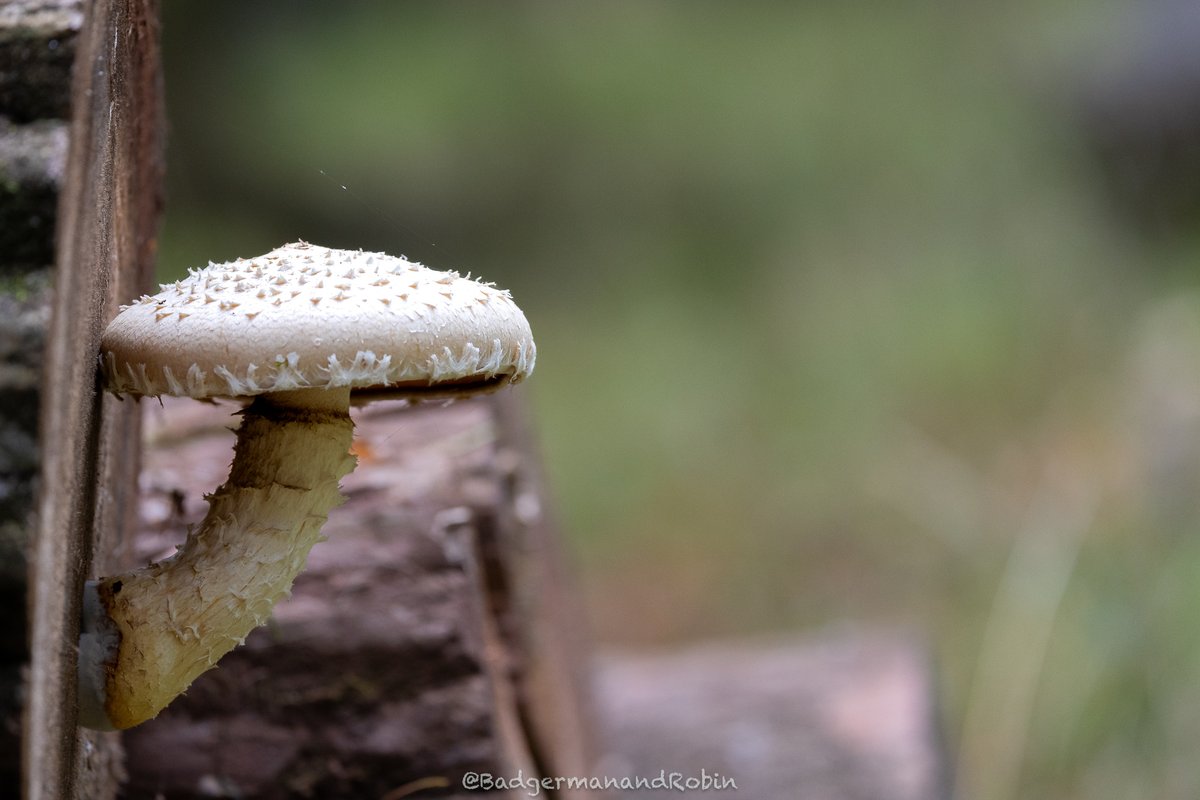 loveday_p's tweet image. Destructive pholiota (Hemipholiota populnea) @BBCSpringwatch @_BBCSpringwatch  #bbcnatureweek #mushrooms #mushroomhunting #mushroomphotography #mushroomlove #fungi #fungiphotography #fungiphotograph #fungilove #fungilover #inthewoods #autumnvibes