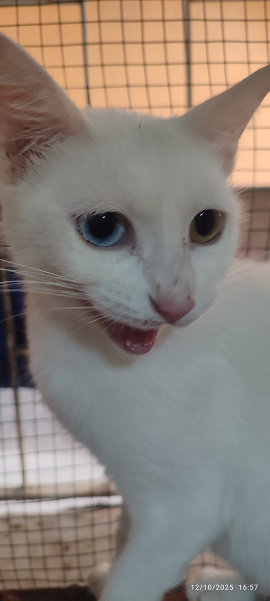 Anne kedi bugün taburcu oldu. Evdekileri zar zor ikna edip 5 günlüğüne eve aldım geçici olarak. Şunun mutluluğuna bakın
Ne olur sokaklara dönmesin 🥺
Dişi ve artık kısır. Yaşı 2-3 civarı olabilir dedi veteriner. 
Yavruları yuvalandı, anneyi de yuvalandıralım mı? 
İstanbul Beykoz