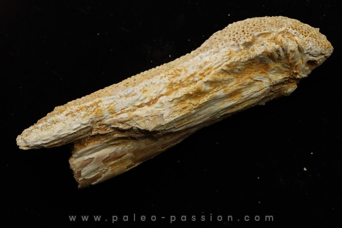YutyTyrant's tweet image. 🦖 Daily Paleo 🦖; Stratodus  apicalis

What the...? From Late Cretaceous to Early Eocene (yup, freak survived the K-Pg) &quot;stratosphere tooth&quot; is a 5 meter aulopiform fish with an eel-like body covered in scutes and over 6000 conical teeth, 1000 of which grew outside its jaws!