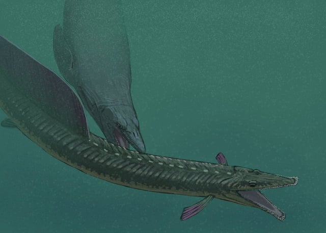 YutyTyrant's tweet image. 🦖 Daily Paleo 🦖; Stratodus  apicalis

What the...? From Late Cretaceous to Early Eocene (yup, freak survived the K-Pg) &quot;stratosphere tooth&quot; is a 5 meter aulopiform fish with an eel-like body covered in scutes and over 6000 conical teeth, 1000 of which grew outside its jaws!