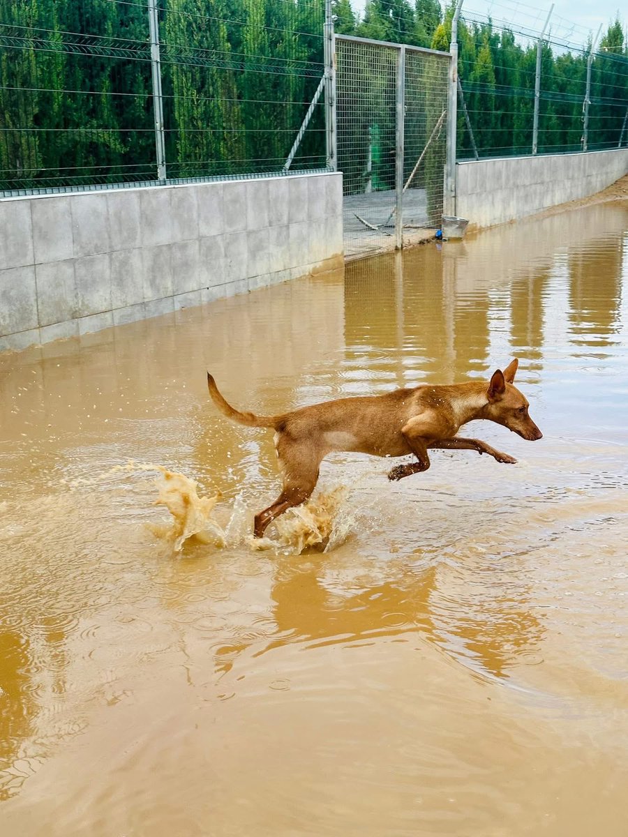 GalgosdelSol's tweet image. Horrific storms hit us this weekend.
For now the rain has stopped. 
The centre stood its ground. We can make a few improvements on the weak spots we didn’t know about. 
The pumps and drainage struggled to keep up but they kept at it thru the night. The clean up begins. 
The dogs…