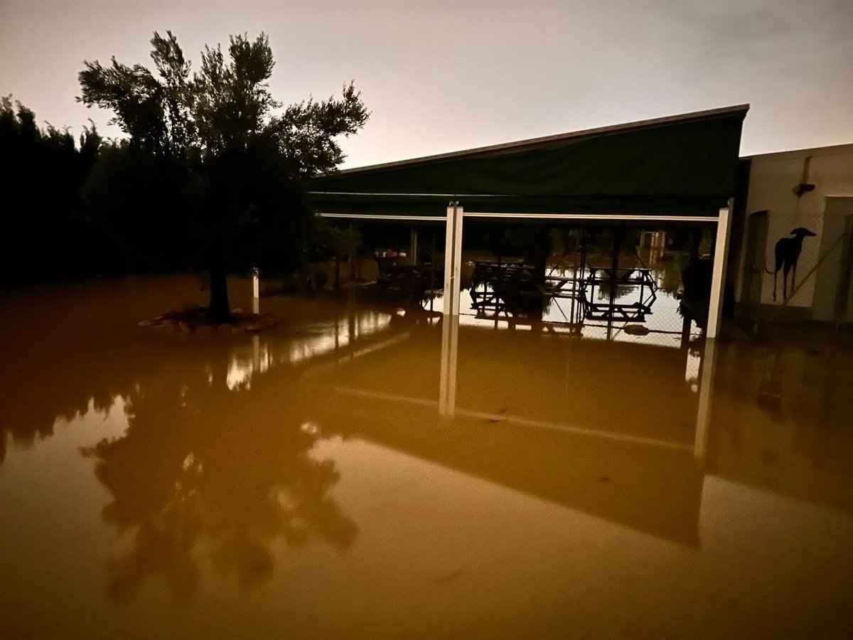 GalgosdelSol's tweet image. Horrific storms hit us this weekend.
For now the rain has stopped. 
The centre stood its ground. We can make a few improvements on the weak spots we didn’t know about. 
The pumps and drainage struggled to keep up but they kept at it thru the night. The clean up begins. 
The dogs…