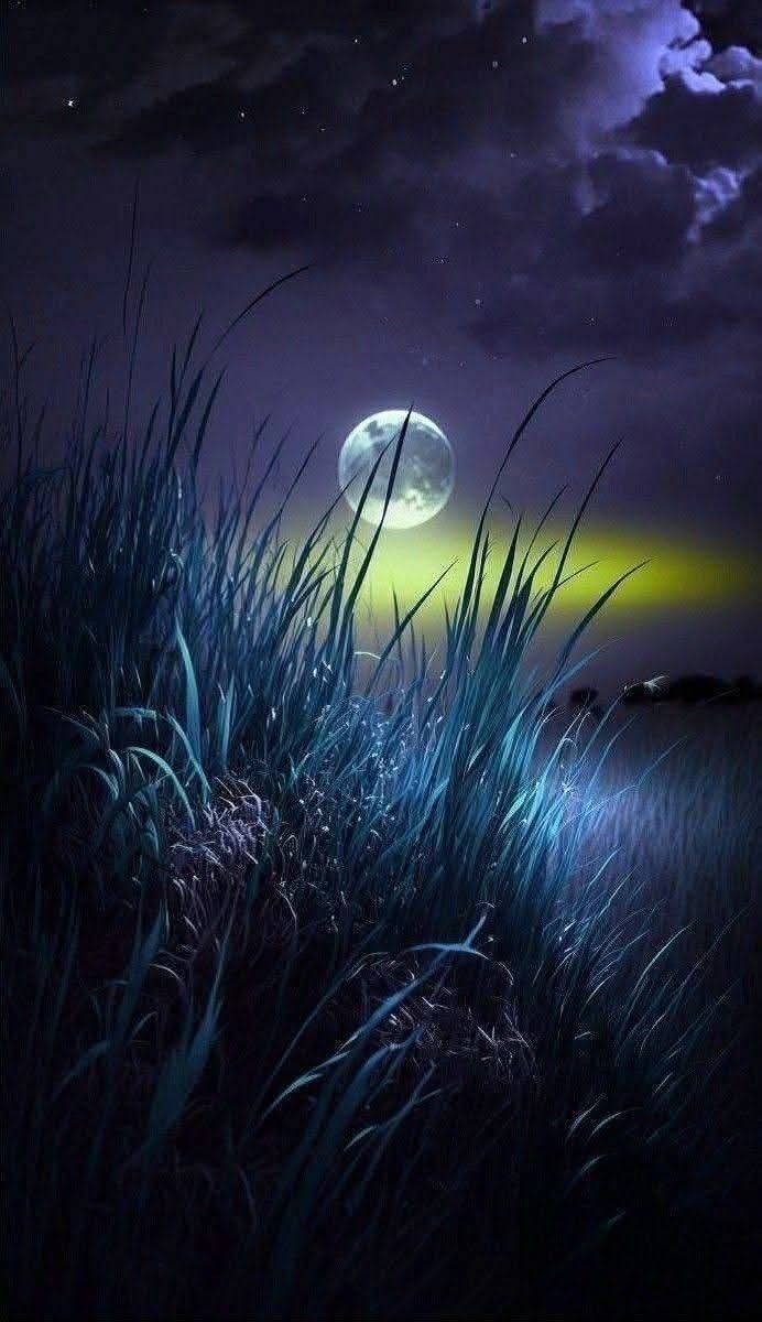 QPercy12388's tweet image. Bonne nuit le monde ✨🌙💫
#Paix🕊️#Amour💙#Libertė🙏