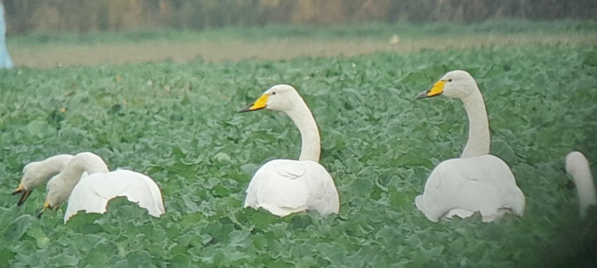 Couple good days yesterday 4 Whooper swans(my photo)messing,today 2 BeardedTits,kingfisher(photos D Urquhart)rock Pipit,3 Greenshank, male Siskin in feldy view,
 <a href="/EssexBirdNews/">EBwS Bird News</a>  .
