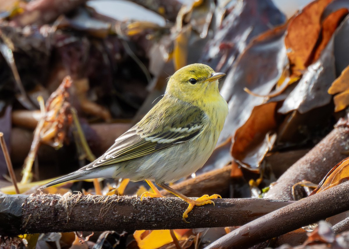 tomhines10's tweet photo. An early start on Thursday up to #Unst Shetland. We'd almost given up on the Blackpoll Warbler search when it bombed back into the garden where it was originally found the previous day. It spent most of the day feeding in the beach kelp💥Nice to get a new bird from the trip too✅ https://t.co/6AmZqk6F2r