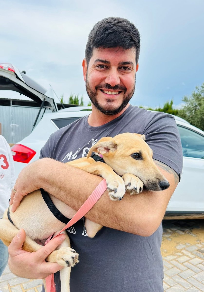 GalgosdelSol's tweet image. We are waiting for an emergency water lorry to arrive. 
For the dogs he said he would come out on a Sunday so that’s great news ❤️
In the meantime let’s enjoy a special  Sweet Life Sunday … our first Womble has left for her new home. 
Alderney now Arena lives in Barcelona where…