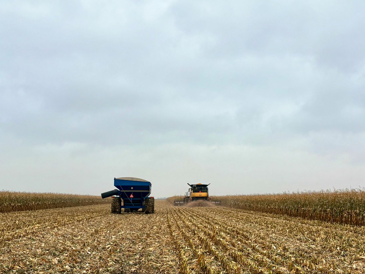 Gloomy day in the corn field 🌧️