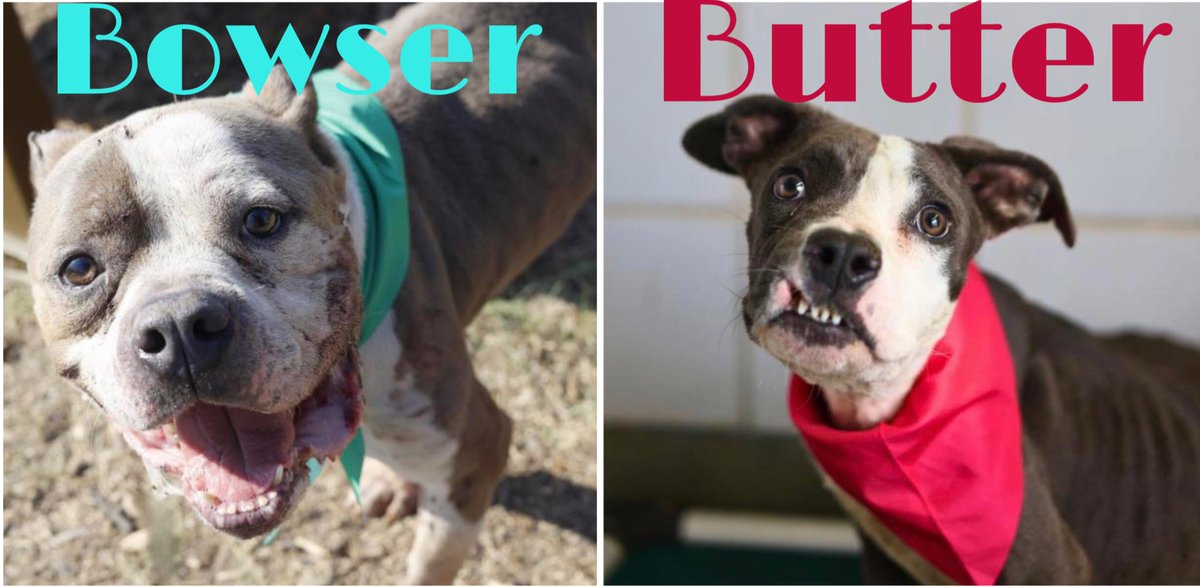 _taysmyoxygen1d's tweet image. 🆘 SKINNY DOGS DIE TMW AT #SANANTONIO ACS #TEXAS‼️ 

BOWSER 🧡#A778511 2yo M
🚨catchpole injury, visibly swollen jaw, thinning fur

BUTTER ❤️#A778370 6 mths M
💘Social, friendly, energetic.
He guards his food (so skinny🥺)
🚨fissure within maxilla w malf of maxillary lip, BCS 2/9