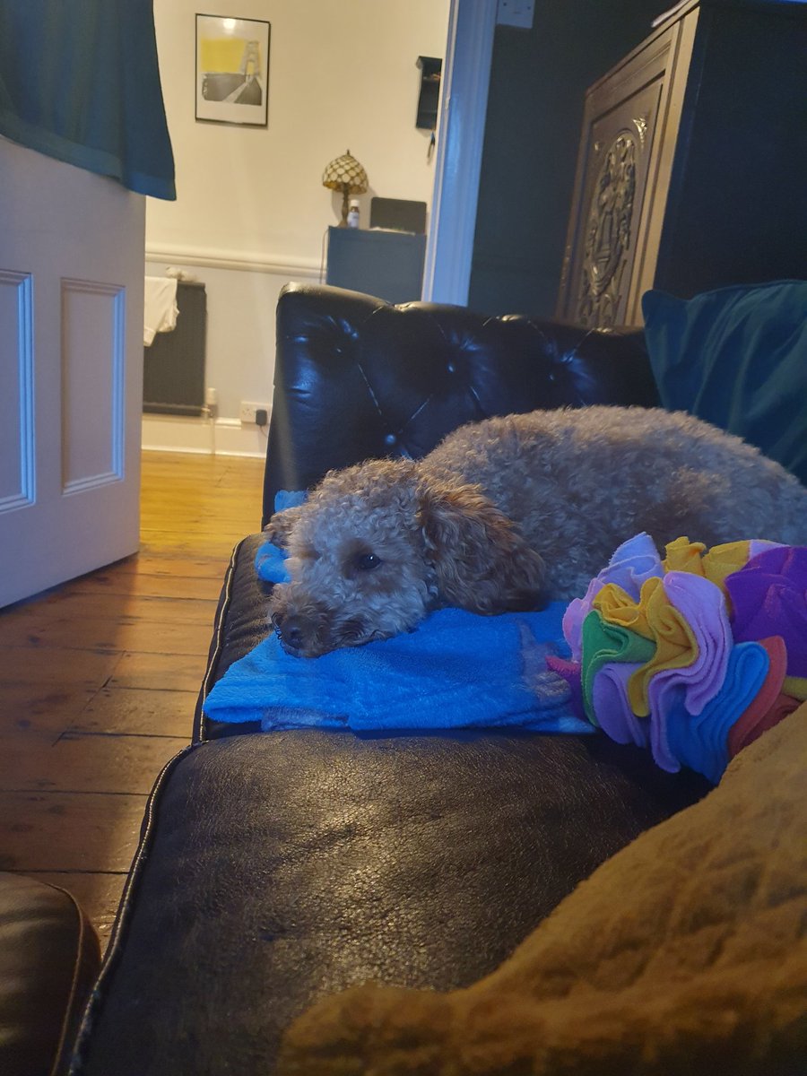 Gasboot's tweet image. Looking after this little Teddy bear for the weekend