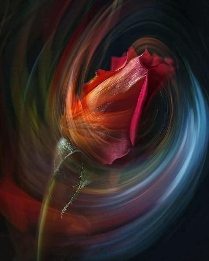 Netty_Azuos's tweet image. ❤️
May this rose not stop spinning until it reaches each one of you!

Nᥱttყ𓍯⚘️