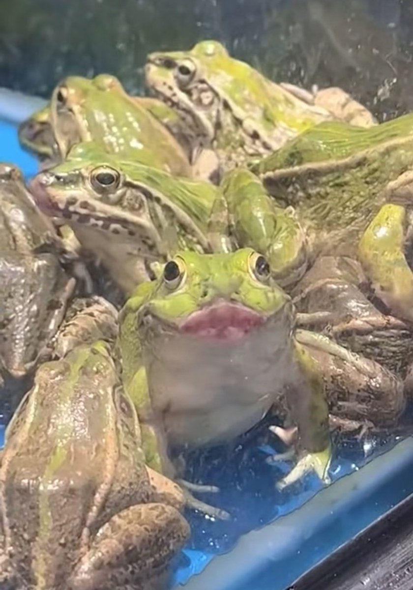 No Context Frogs (@nocontextfrogs) on Twitter photo 