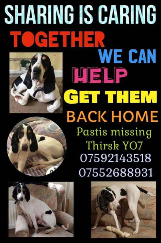 MissingPetsGB's tweet image. 🐕 PASTIS still #missing
Have you, a friend, family, neighbour, work colleague seen, bought or been offered #missing PASTIS since Dec 2021? please contact findpastis@gmail.com Finders fee offered
Pastis vanished from his garden in #Thirsk #YO7 8/12/21 #stolendoghour