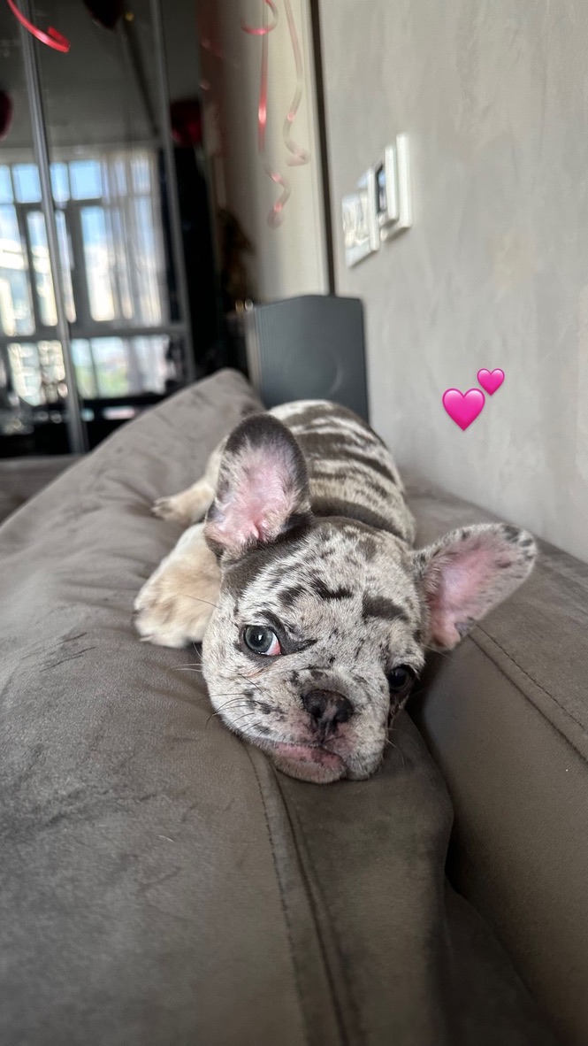 goutui2hao's tweet photo. Happiness is so simple, the company of a cute pet and every moment of relaxation❤️ #PetTime #Healing #CutePetDaily https://t.co/QaxIvp3MxF