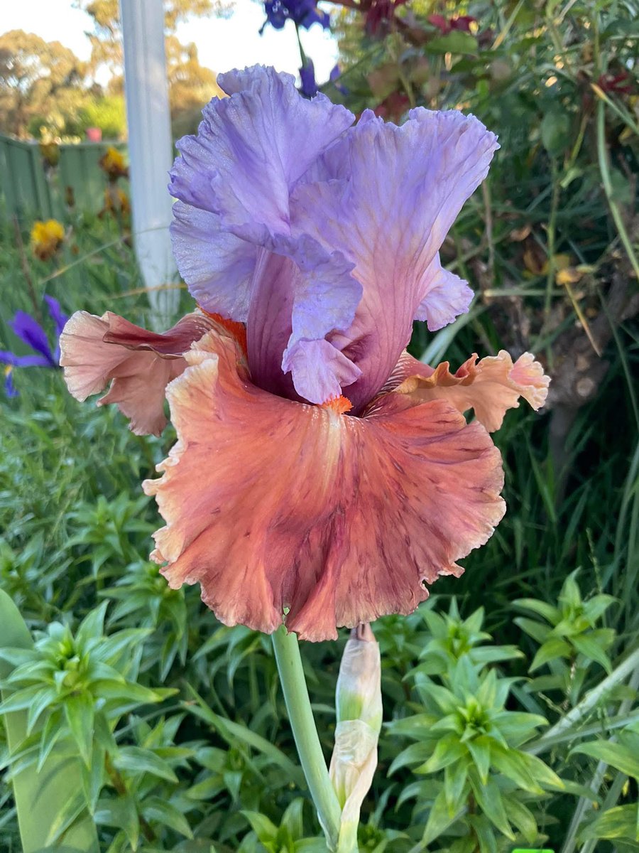 TheFlowerShow's tweet image. It’s hard to find a flower that is a great color combo, but i think this iris has nailed it 🤭

This is TALL BEARDED IRIS 
“ MAYBE MAGIC “
A very pretty colour combination.

If you could, would you change anything to it’s color palette?