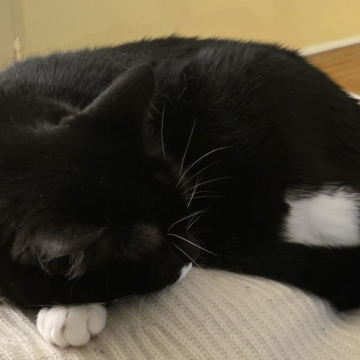 cat_baxter3981's tweet image. 😽 It’s Purrsday, humans! Time to stretch, snuggle, and make all the purrs you can. Bonus points if snacks are involved. Let’s purr our way through the day!🐾💛

#Purrsday #FelineVibes #PurrfectDay #CatsofInstagram #MeowAndPurr #CozyCat #baxtercat #baxterthecat