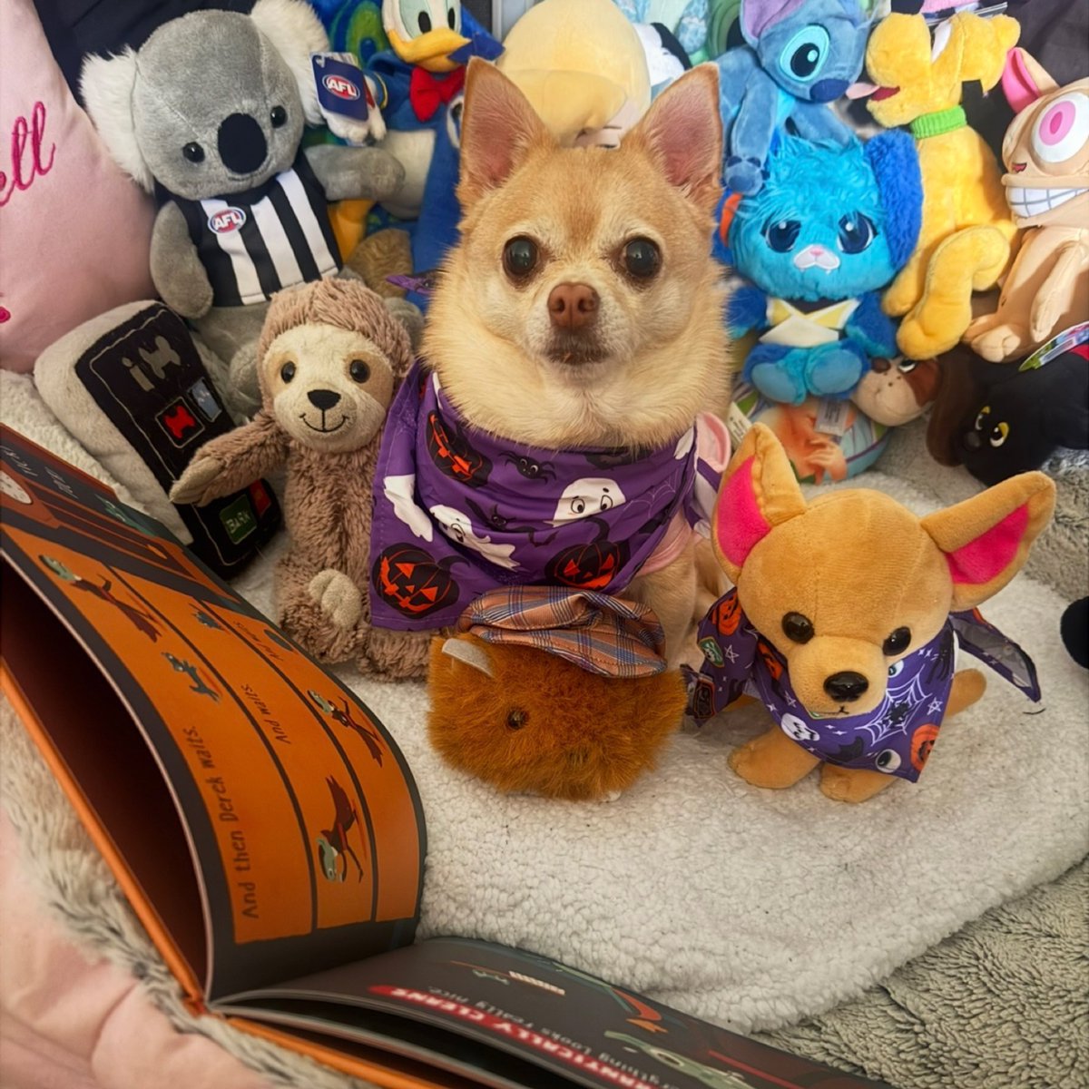 Pomchi_Puppy's tweet image. This morning we read “Count Derek”by Michael Buxton. I can’t understand why people were worried about Derek 🤭🐾
1/2 
#tinkerbellstorytime #tinkerbellthepomchi #dogsoftwitter #dogsofx   #pomchi #tatertotsquad