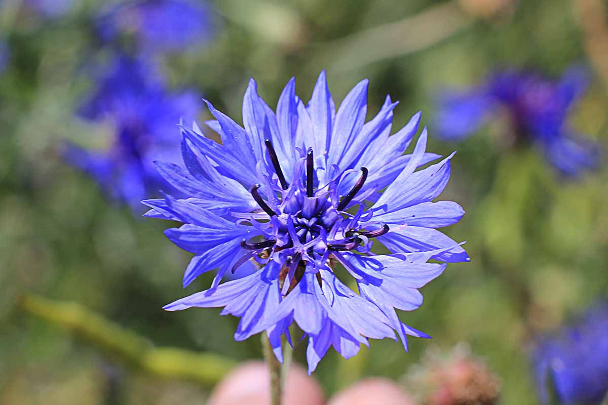 Gardeners_Path_'s tweet image. 69 Incredible Edible Flowers and How to Use Them - You may be surrounded by edible flowers without even knowing it. Learn about 69 options to turn your dishes into something special now on Gardener's Path. #gardening #edibleflowers #gardeningtips gardenerspath.com/plants/flowers…
