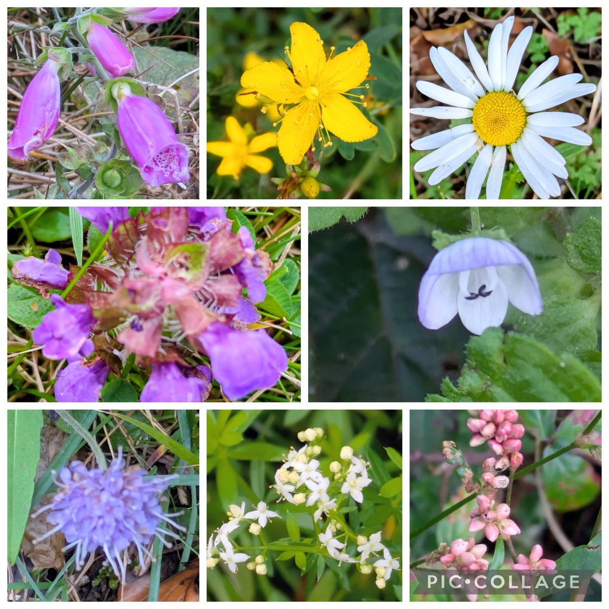 #Wildflowerhour A few flowers found on my travels in the north west this week. Foxgloves, St. John's Wort species, Oxeye Daisy, Field Speedwell, Self Heal, Devil's Bit Scabious, Hedge Bedstraw and Redshank.