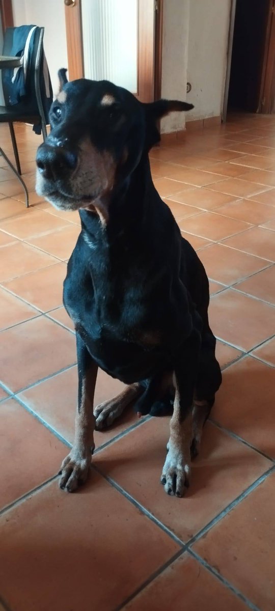 SosAbuelos1's tweet photo. #Castellón
#KAISER tiene 8-9 años. Es un perro dulce y delicado aún con sus 35 Kg.

Tiene filaria. "Afortunadamente" no tiene filarias adultas y el corazón está limpio, por lo que ha empezado tratamiento.

No requiere de mucho ejercicio dada su edad y es tremendamente agradecido. Él solo quiere descansar, comer y alguien a quien seguir. No recela y se deja manipular. Es un perro que puede estar en piso, desde luego no se da para guarda ni para vivir a la intemperie. 

*El tratamiento está cubierto. Solo necesita una familia que le quiera. 

Contacto; solo WhatsApp 603 46 17 57 Inés // 634 10 58 89 Jesús.