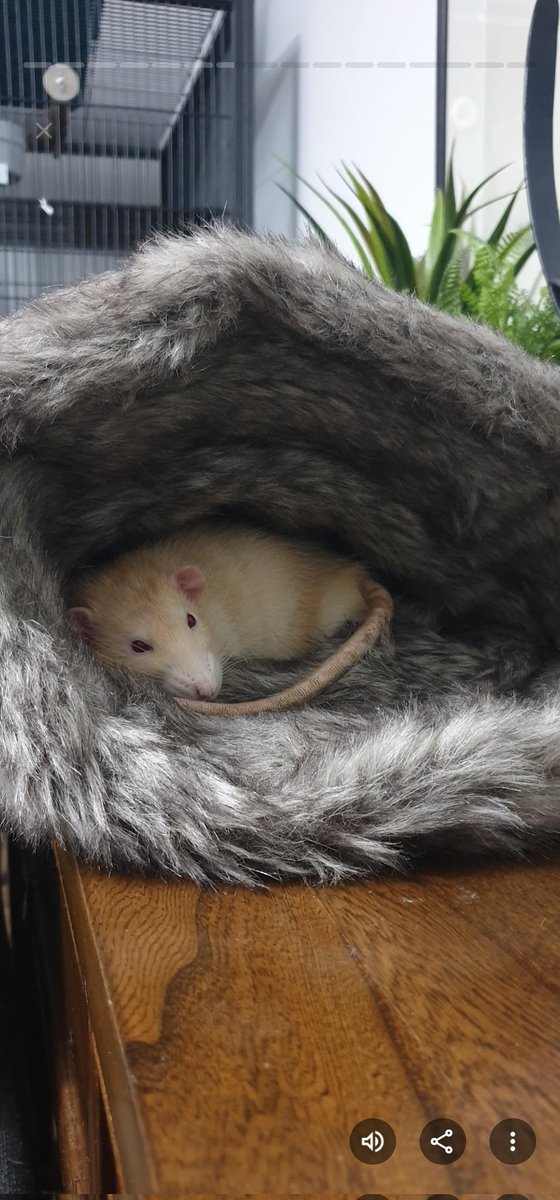 Madison🐀 tweet media