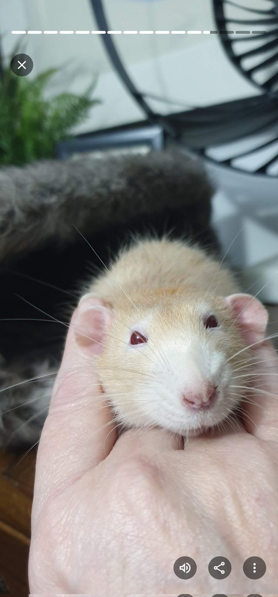 Madison🐀 tweet media
