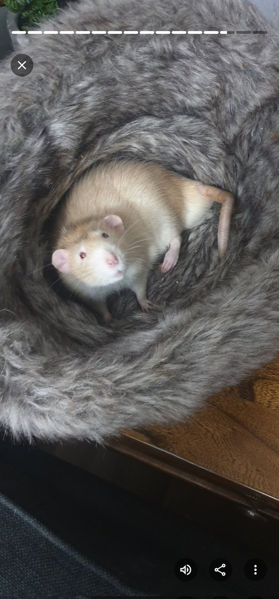 Madison🐀 tweet media