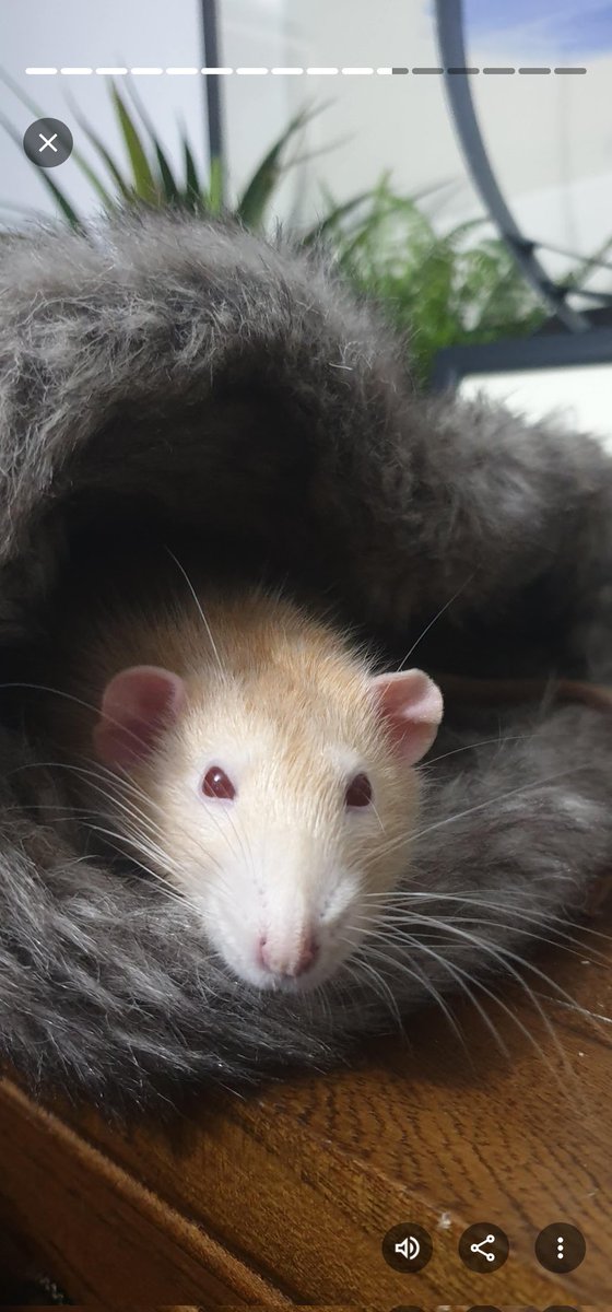 Madison🐀 tweet media