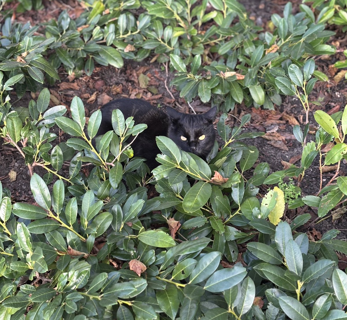 thecatheists's tweet photo. New hiding spot! Nobody will find me here 😸 #Hedgewatch #CatsOfTwitter #sundayvibes https://t.co/y27vpBaxHj