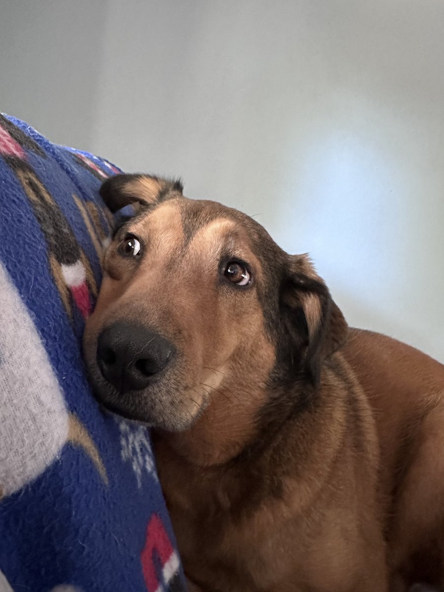 Snake9911Snake's tweet image. When mom tells you not to bork at everyone walking down the street, but da 🐿️ are in high gear. #XDogs #DogsOfTwitter