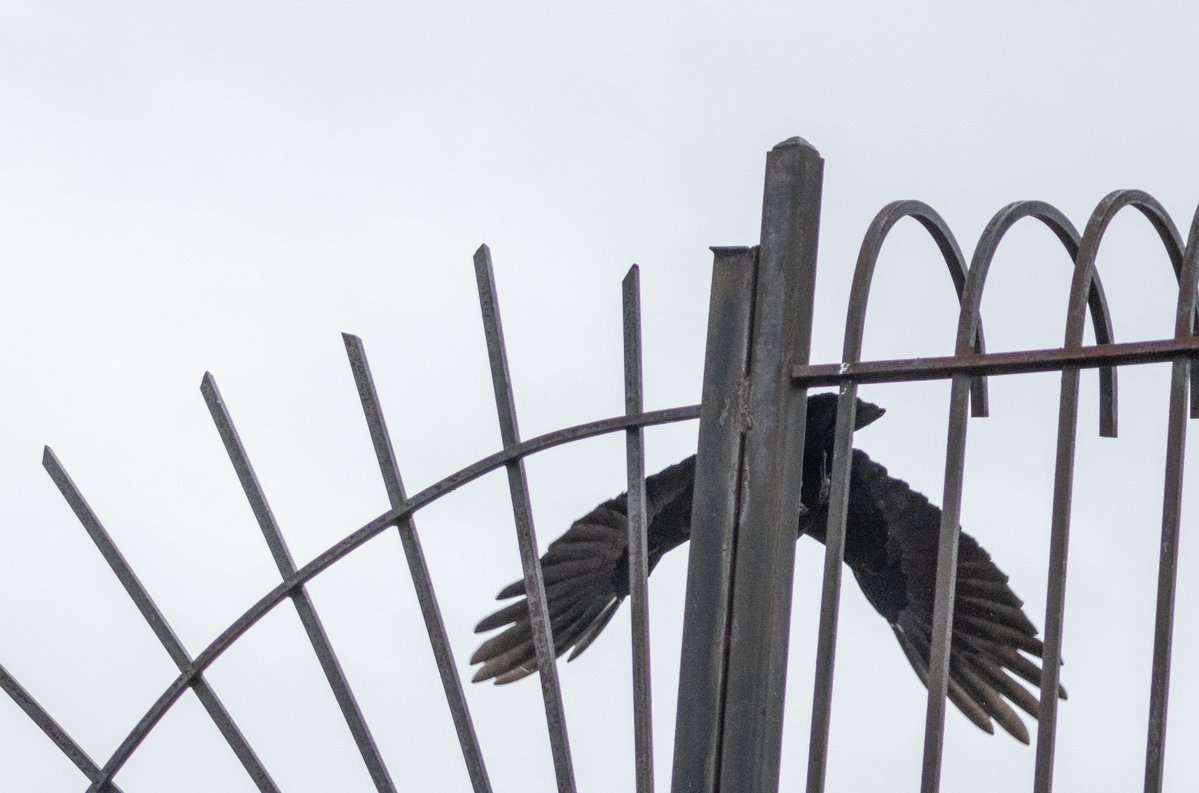 LoisUttley's tweet image. According to Merlin, these were two fish crows that loudly called to each other from our rooftop railing in Morningside Heights and a nearby roof before one joined the other. Anyone know how to tell fish crows from crows? #birdcpp
