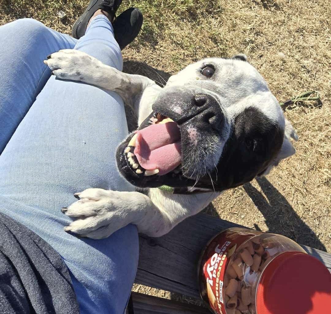 PawsnTails4TX's tweet image. 🆘🐾💙 PEPPERCORN #A643034 
Found stray 9/9
🚨 At risk TB☠️ 10/13
8yrs  only 31lbs
Bulldog mix
Loves treats 🧀🍖🦴
🏥HW+ 
Please #PLEDGE #FOSTER #ADOPT
Harris County Pets
612 Canino
Houston #TX