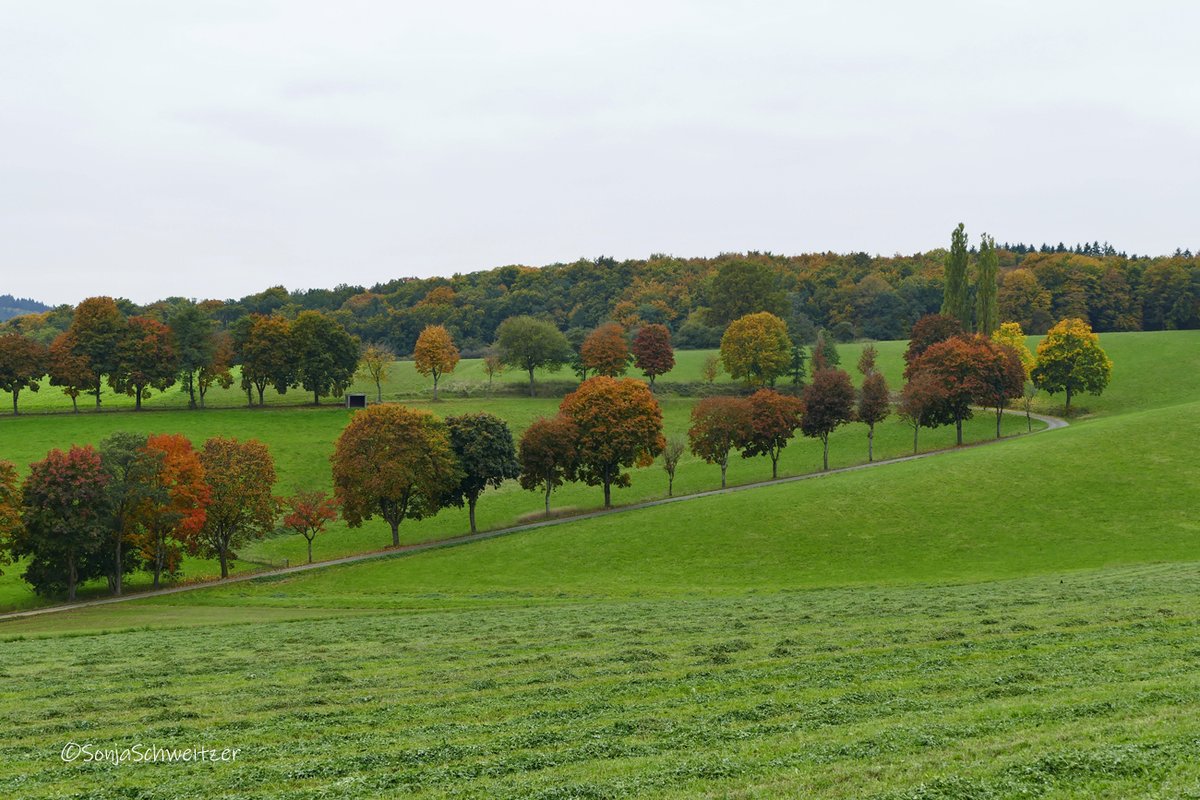 HessenSonja5767's tweet image. Heute mal wieder die schöne &quot;Ecke&quot; bei Braunfels besucht....................... #Bäume #Braunfels #Natur #Herbst #LDK #Mittelhessen