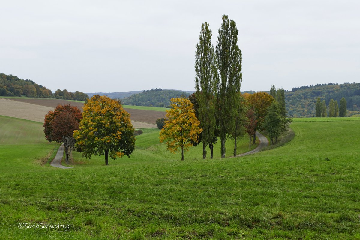 HessenSonja5767's tweet image. Heute mal wieder die schöne &quot;Ecke&quot; bei Braunfels besucht....................... #Bäume #Braunfels #Natur #Herbst #LDK #Mittelhessen