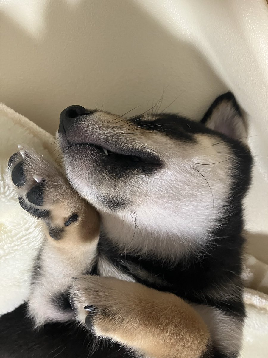 豆柴モコ🐕 (@wgb3322) / X