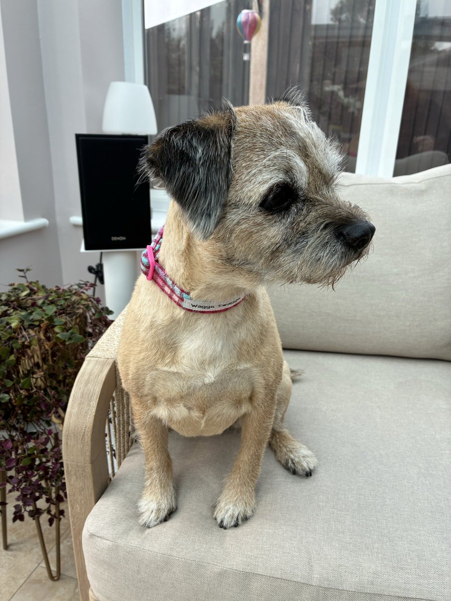 Mummy got me a lovely new collar from a stall called ‘Wagga Swagga’ today, at the first ever makers market held at Eckersley Mill. It was great, looking forward to the next one! 🐾🥰  #northernsoul #wigan