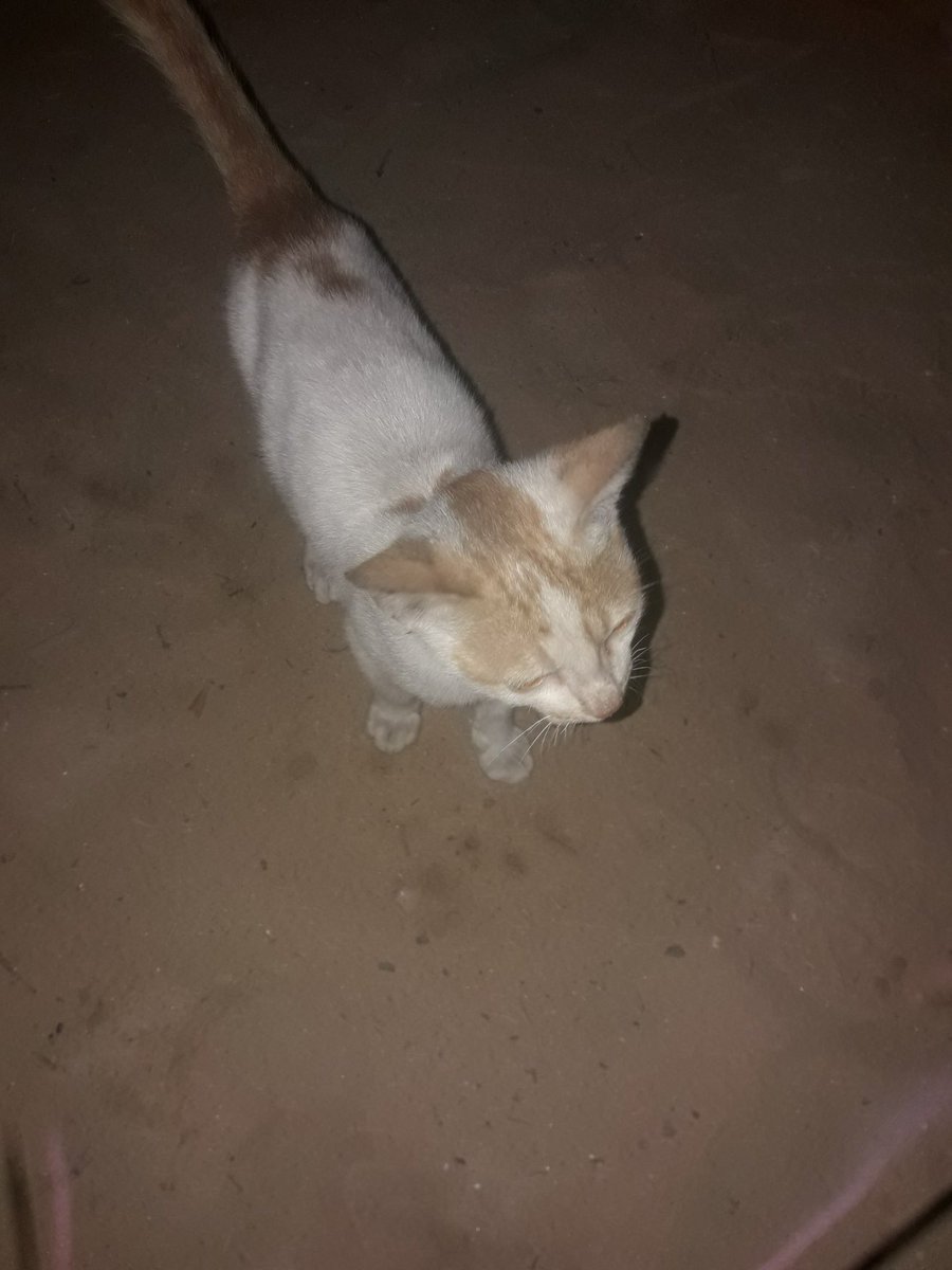 MustafaAmeen30's tweet photo. She came back to the tent at night asking for food, but there was only a little money left, so I went and bought her a can of tuna for dinner. If you'd like me to continue feeding her, please donate.
https://t.co/8BueozoDo5 https://t.co/geITyFHOOA