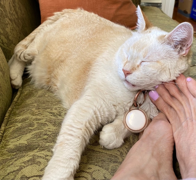 MememilyM's tweet photo. @DavidSHolz Meow😻 https://t.co/a2LOzLr5BP