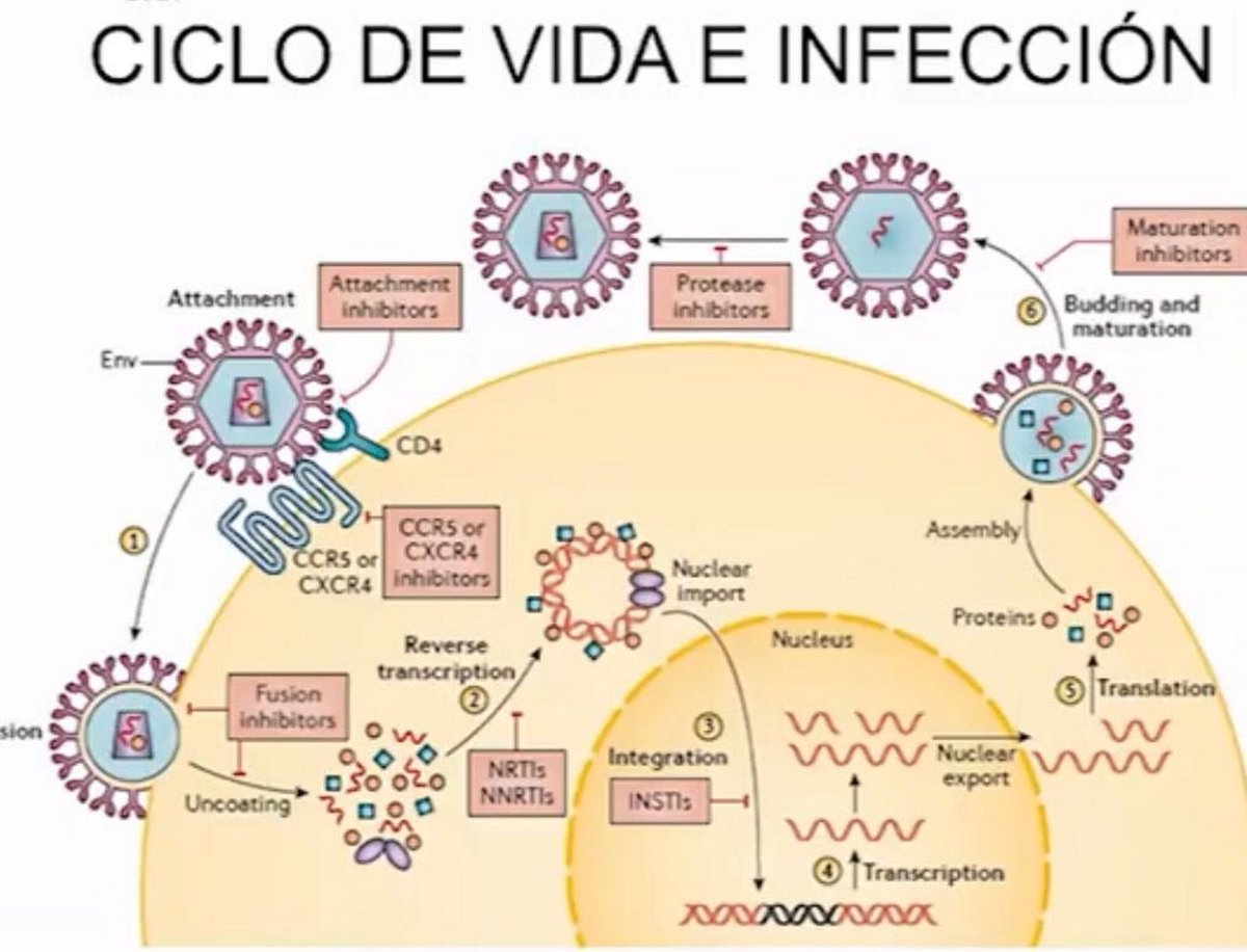 solrzn's tweet photo. @ninagasolina_ Yo me los aprendí entendiendo primero la estructura del virus, luego el ciclo de infección y ya viendo dónde actúa cada uno, los esquemas que más se usan (para enarm) son 2 inhibidores de la transcriptasa inversa + 1 inhibidor de integrasa, entonces enfócate en esos https://t.co/ybPd2KuWH1