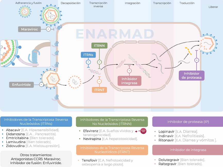 solrzn's tweet photo. @ninagasolina_ Yo me los aprendí entendiendo primero la estructura del virus, luego el ciclo de infección y ya viendo dónde actúa cada uno, los esquemas que más se usan (para enarm) son 2 inhibidores de la transcriptasa inversa + 1 inhibidor de integrasa, entonces enfócate en esos https://t.co/ybPd2KuWH1