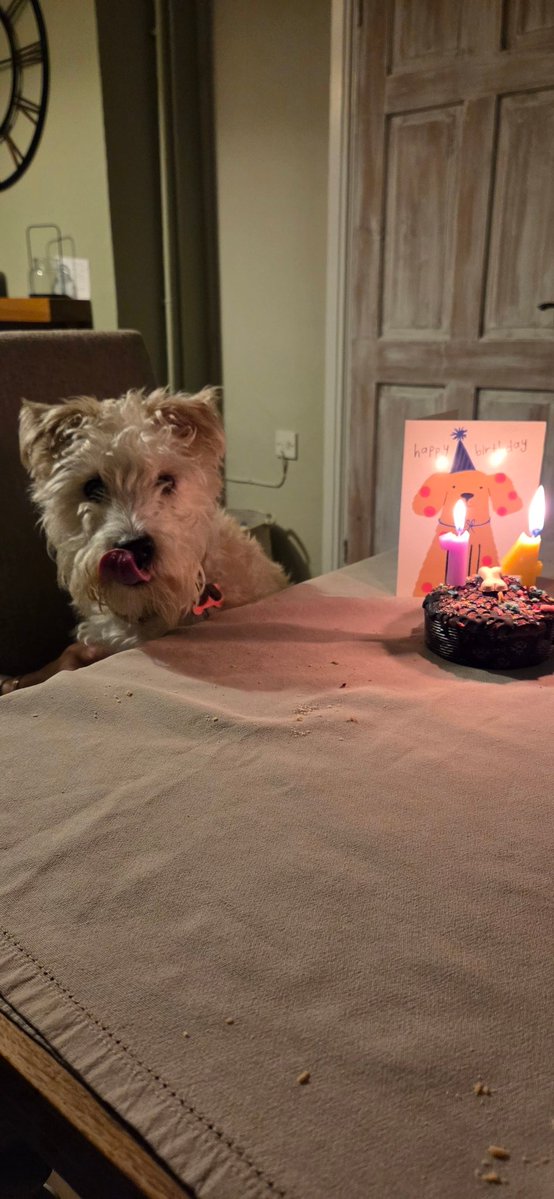 Gazrs21's tweet image. Happy 14th birthday Benson ❤️❤️🐶 #dogsoftwitter #dogsofx #jrt #jackrussell #terrier