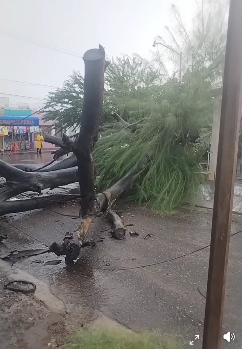 #Empalme Cae árbol en la avenida Reforma y calle Guillermo Prieto. 
Piden intervención de Protección Civil.
#Raymond #TemporadaDeLluvias