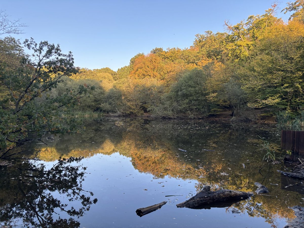 joannaofottawa's tweet photo. Epping Forest magic this afternoon with views over London from Loughton.
#eppingforest #autumn #light #treebathing #london https://t.co/cjpg61jncI