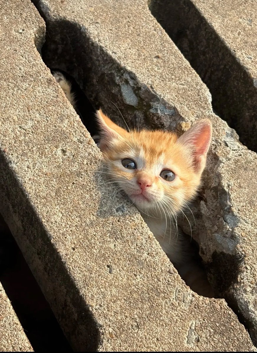 lined cats (@linedcats) on Twitter photo 