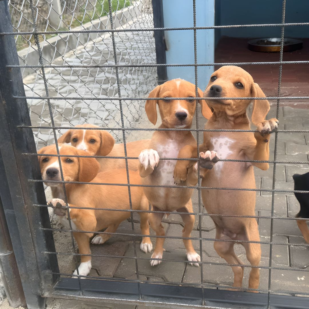 DogDeskAction's tweet photo. We desperately hope Turkey will put a moratorium on breeding soon 💔
Without it, scenes like this will never end, countless dogs born only to suffer on the streets. 🐾
Change is long overdue. #AnimalWelfare #DogRescue #AdoptDontShop #StopBreeding https://t.co/qlJzrhVSJr